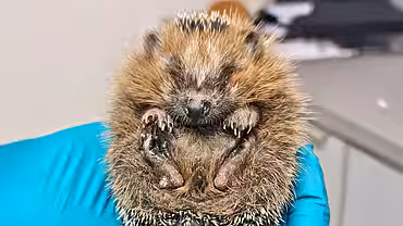 Jemand mit blauen Handschuhen hält einen Igel