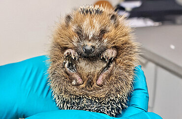 Jemand mit blauen Handschuhen hält einen Igel