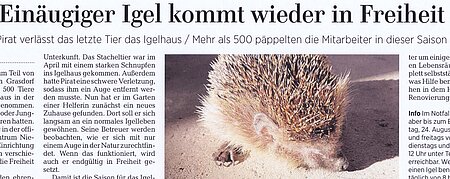 12. August 2020 | Neue Presse Laatzen | Einäugiger Igel kommt wieder in Freiheit