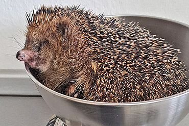 Ein Igel in einer Waagschale