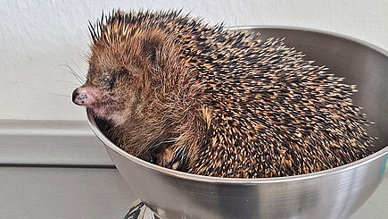 aktion tier Igelzentrum Niedersachsen: Aktuelle Fälle aus dem November 2025 Ein Igel in einer Waagschale