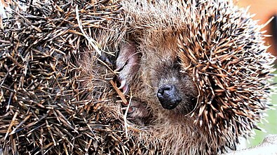 Igel beim Winterschlaf