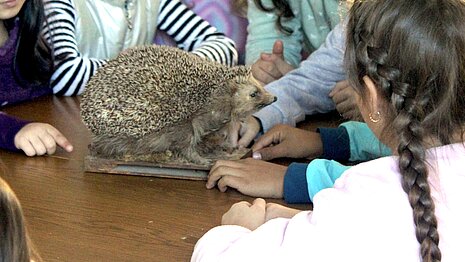 Anhand eines Igel-Modells wird etwas über die Biologie der Tiere erklärt.