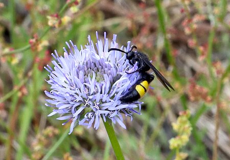 Die Borstige Dolchwespe (Scolia hirta) ist in Deutschland Aussterben bedroht.