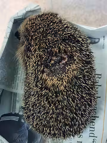 Dieser Igel wurde mit einer Schnittverletzung vorgestellt Dieser Igel wurde mit einer Schnittverletzung vorgestellt