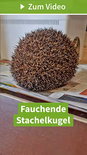 Fauchender Igel (Igelzentrum Niedersachsen)