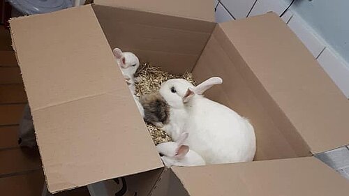 Ausgesetzte Kaninchen