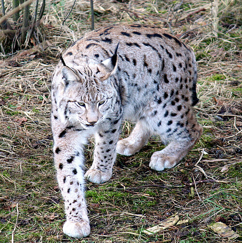 Luchs (Lynx lynx)