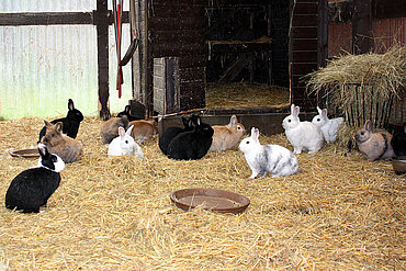 Kaninchen im Holzschuppen in Neu Lübbenau 