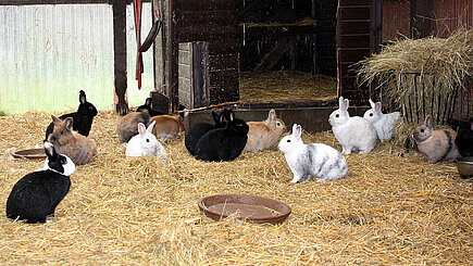 Kaninchen im Holzschuppen in Neu Lübbenau 