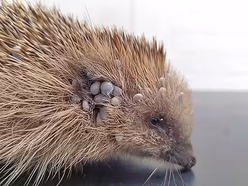 Igel mit hochgradigem Zeckenbefall