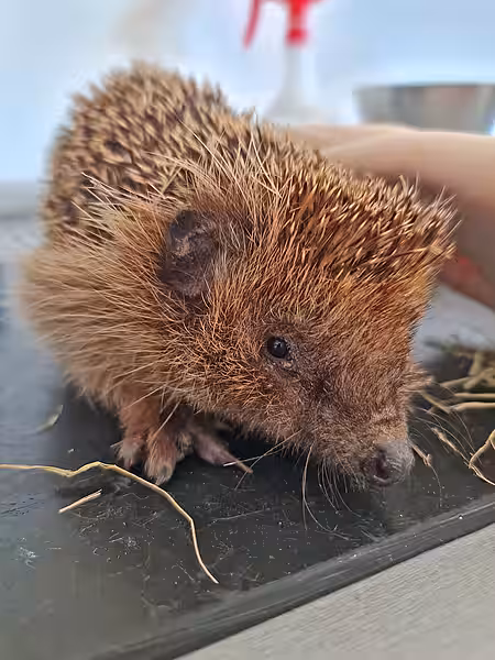 Der 183. Igel im Jahr 2025. Ein kleiner Igel sitzt auf dem Behandlungstisch und schaut in die Kamera.