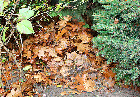 Laubhaufen als Winterquartier 