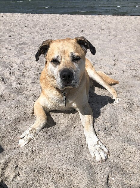 Otto ist heute ein glückliches Familienmitglied. 