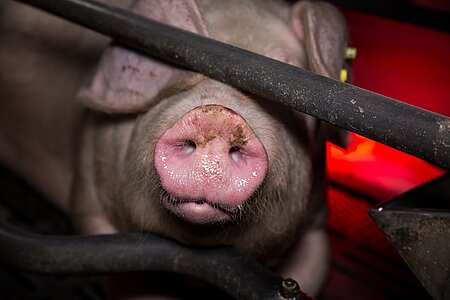 Tiere im Schweinehochhaus