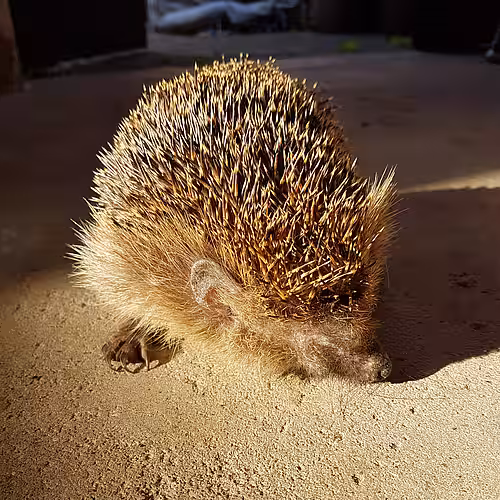 Igel Pirat