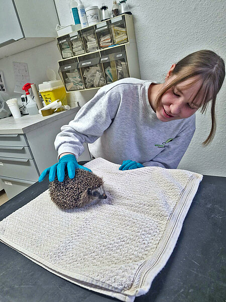 Hier am Untersuchungstisch kann man bei Behandlungen unserer Tierärztin viel dazulernen. Die Tierpflegerin sitzt an einem Untersuchungstisch und hält den Igel fest, der darauf sitzt.
