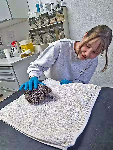 Die Tierpflegerin sitzt an einem Untersuchungstisch und hält den Igel fest, der darauf sitzt.