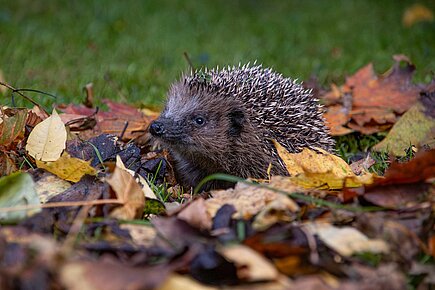 Igel im Herbstlaub