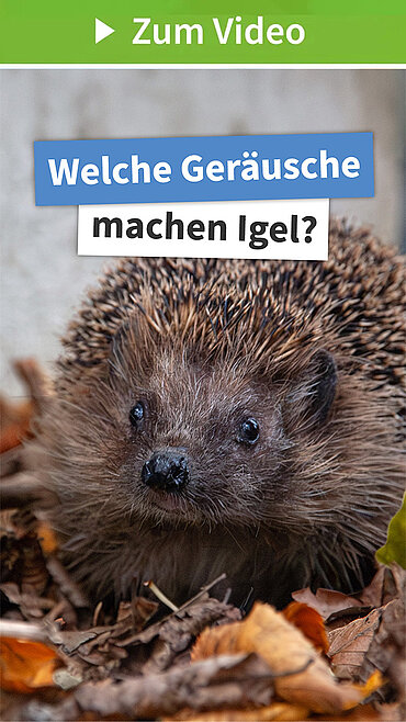 Welche Geräusche machen Igel?