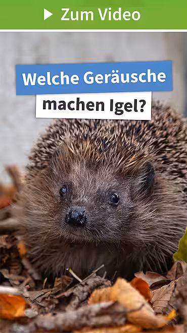 Welche Geräusche machen Igel?