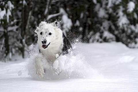 Hund im Schnee