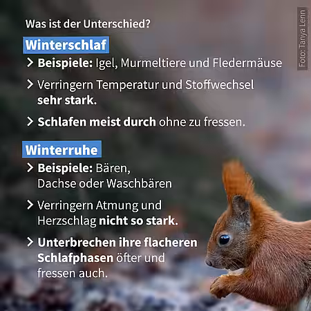 Unterschied zwischen Winterschlaf und Winterruhe
