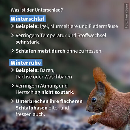 Unterschied zwischen Winterschlaf und Winterruhe