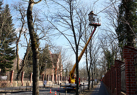 Die Teleskopbühne bringt Alex Geist auf 9 Meter Höhe zum Eichhörnchenseil. 