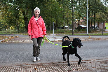 Hund mit Leuchthalsband