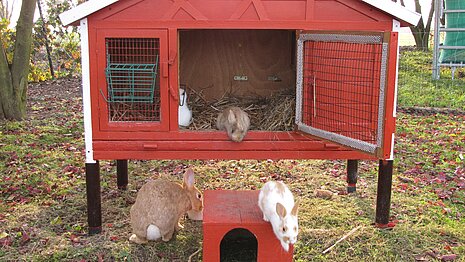 Artgemäße Kaninchenhaltung auf dem aktion tier Lottihof