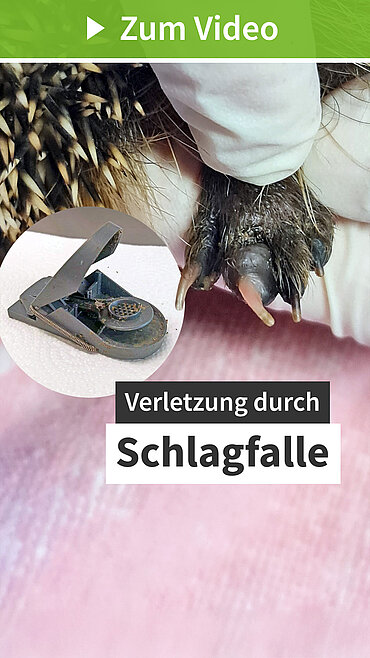 Igel in der Schlagfalle (Igelzentrum Niedersachsen)