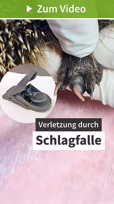 Igel in der Schlagfalle (Igelzentrum Niedersachsen)