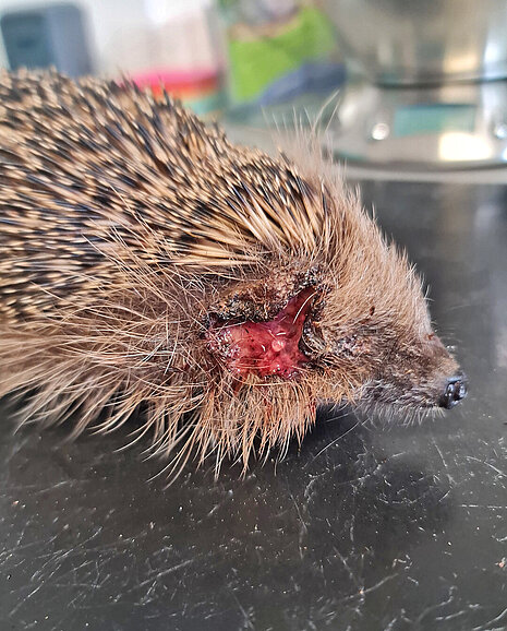 Ein Igel mit einer großen Verletzung im Gesicht wird untersucht.