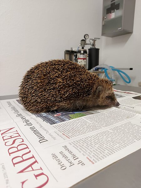 Igel mit Hungerknick