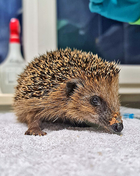 Igel auf einem Handtuch, schaut in die Kamera.