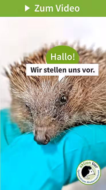 Vorstellung des Igelzentrums Niedersachsen