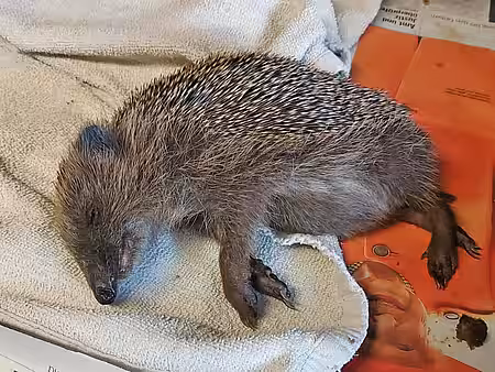Dieser Igel liegt aufgrund starker Schwächung und Austrocknung in Seitenlage.