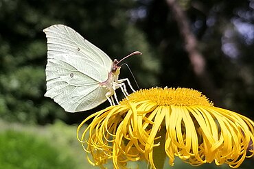 Ein Zitronenfalter (Gonepteryx rhamni)