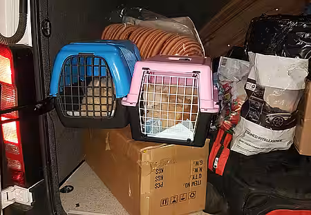 Eingepferchte Hunde Eingepferchte Hunde