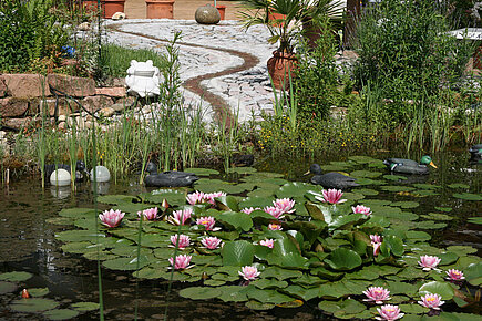 Gartenteich mit Seerosen