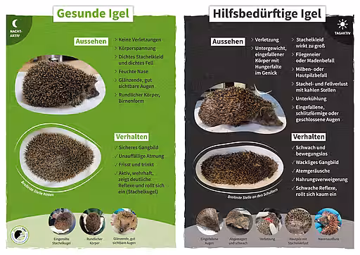 Vergleich: Gesunde und kranke Igel