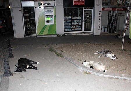 Straßenhunde
