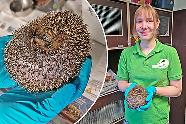Ein Arbeitstag im Igelzentrum mit Tierpflegerin Jana Niessalla. Eine Frau mit grünem Shirt steht vor einer Igelbox und hält einen Igel in der Hand.