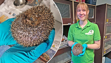 Eine Frau mit grünem Shirt steht vor einer Igelbox und hält einen Igel in der Hand.