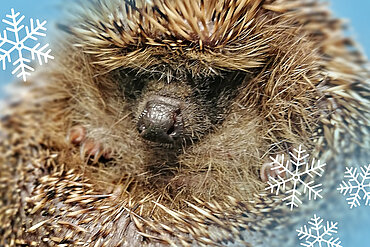 Der Winterschlaf der Igel