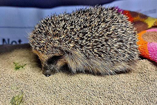 Dieser Igel hatte grünlichen Durchfall (auf dem Foto zu erkennen).