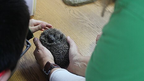 Der Kontakt zu einem echten Igel ist für die meisten Kinder ein besonderes Erlebnis, an das sie sich lange erinnern.