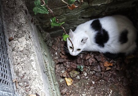 Theo kauert verängstigt am Boden. Theo kauert verängstigt am Boden.