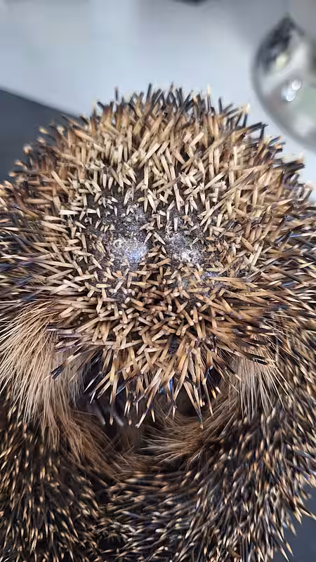 Der Kopf eines Igels mit abgeschnittenen Stacheln